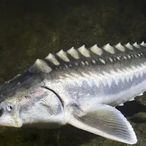 Cá tầm tươi (1kg)